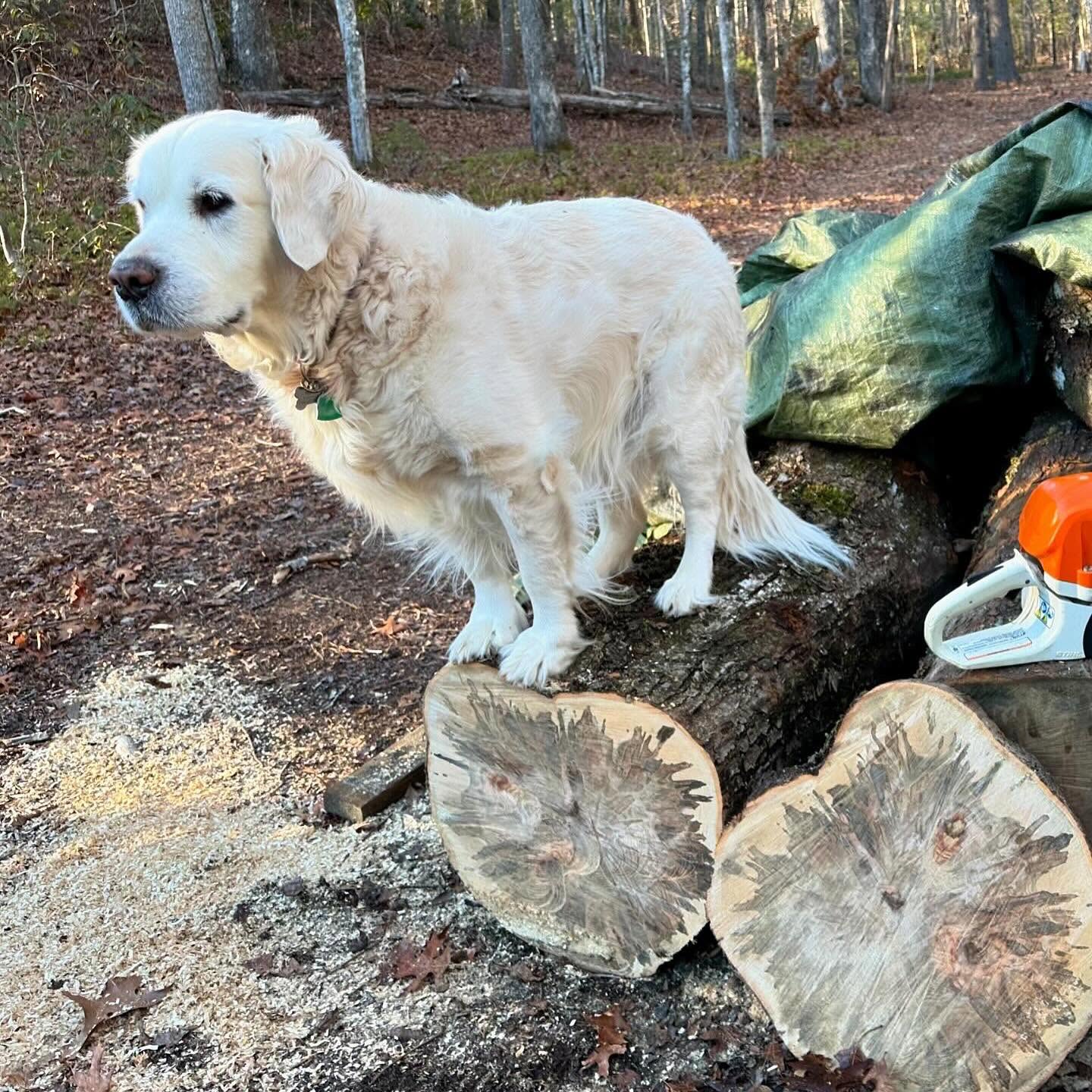 English Cream Golden Retriever standing on freshly cut hardwood logs beside a chainsaw in the woods.